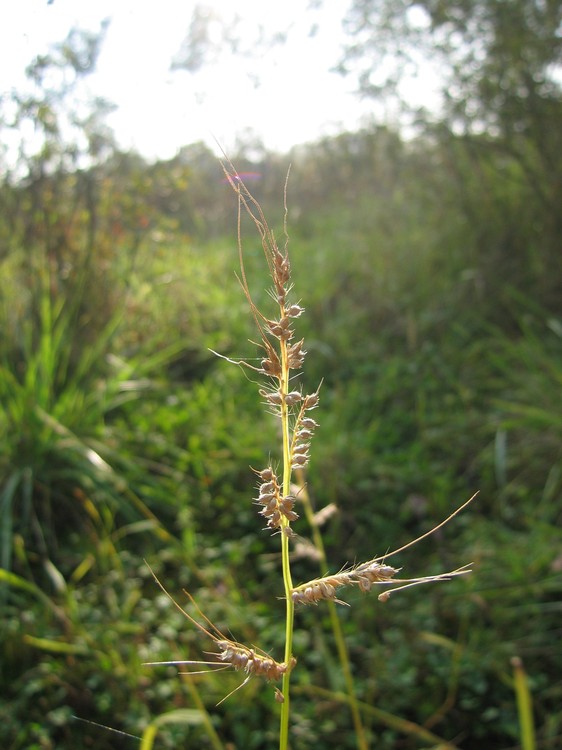 Echinochloa crus-galli